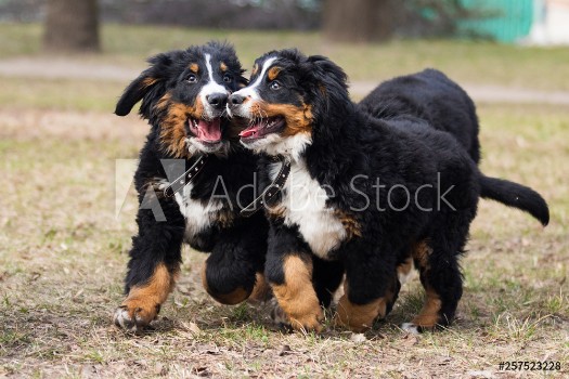 Picture of Bernese Mountain Dog puppies for a walk